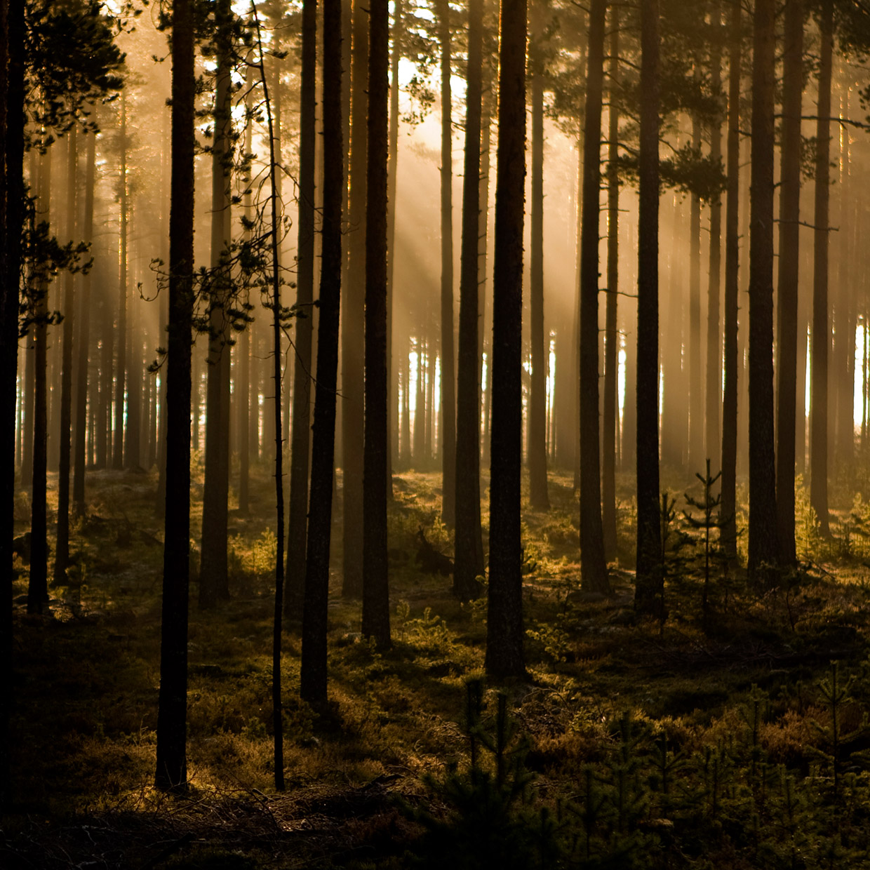 Stemningsfullt lys i Finnskogen